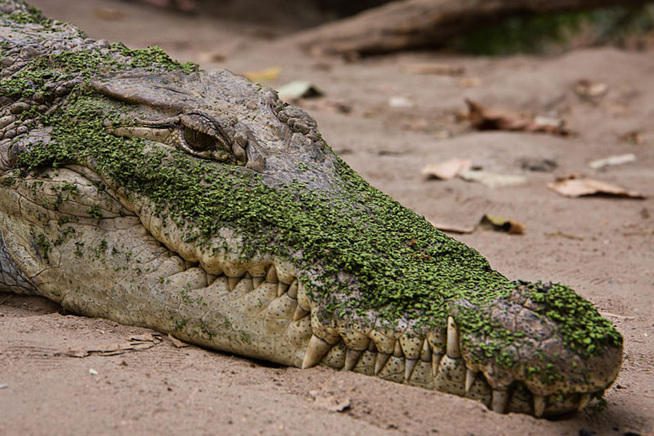 bindi-irwin-crocodile.jpg