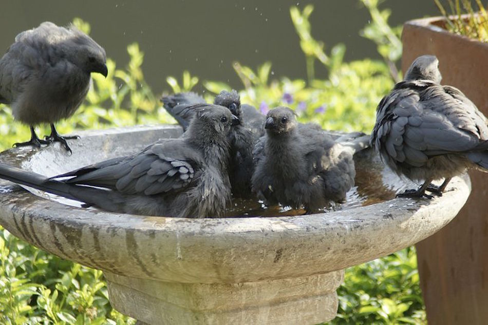 bird-bath.jpg