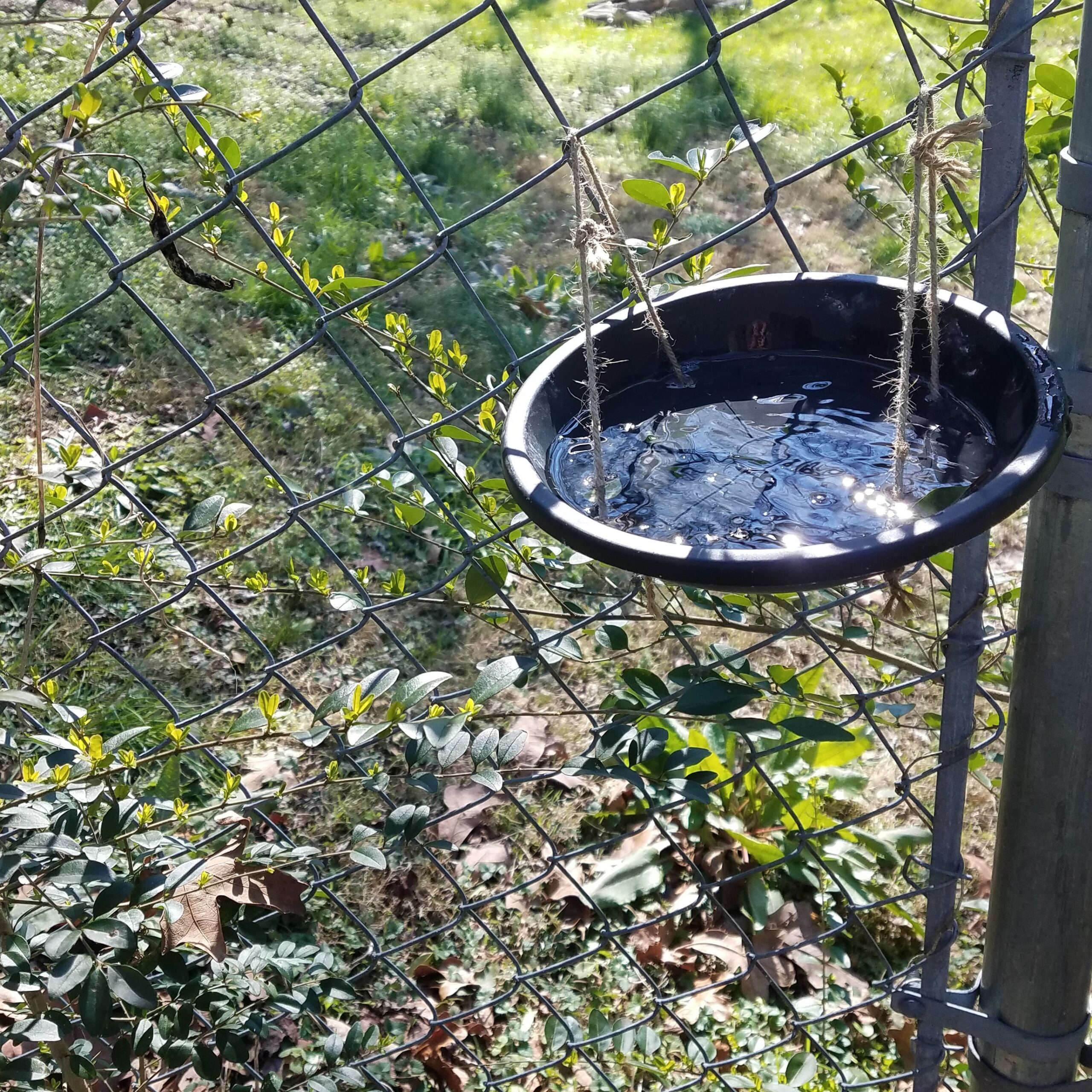 bird-habitat-diy-bath.jpg