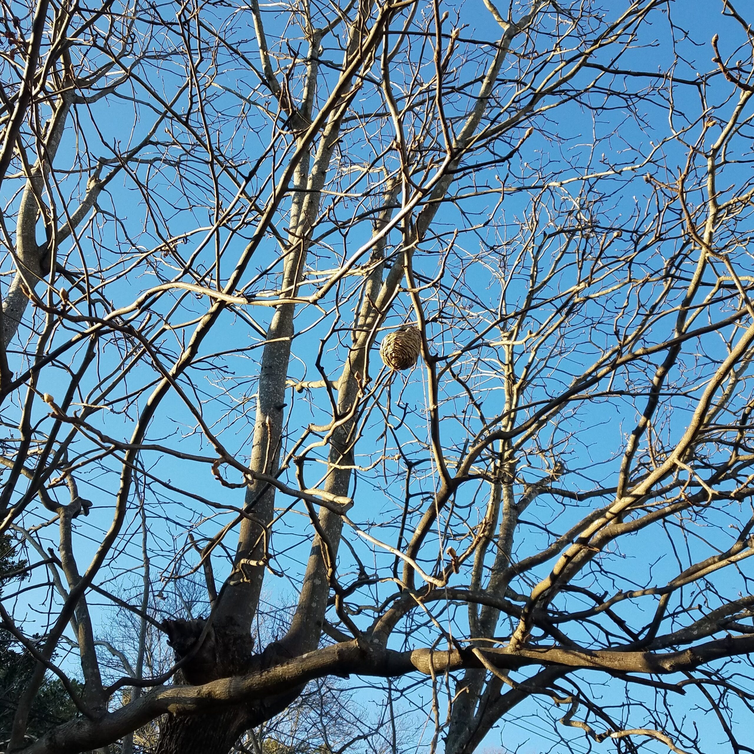 bird-habitat-home.jpg