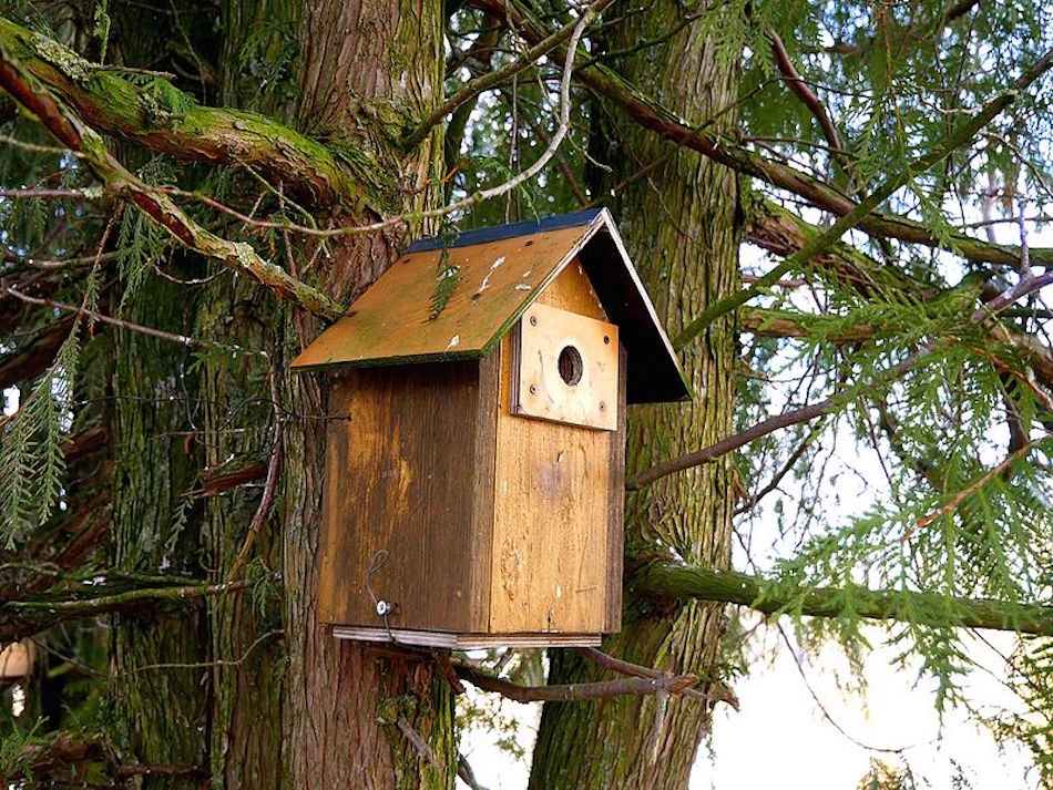 bird-house.jpg