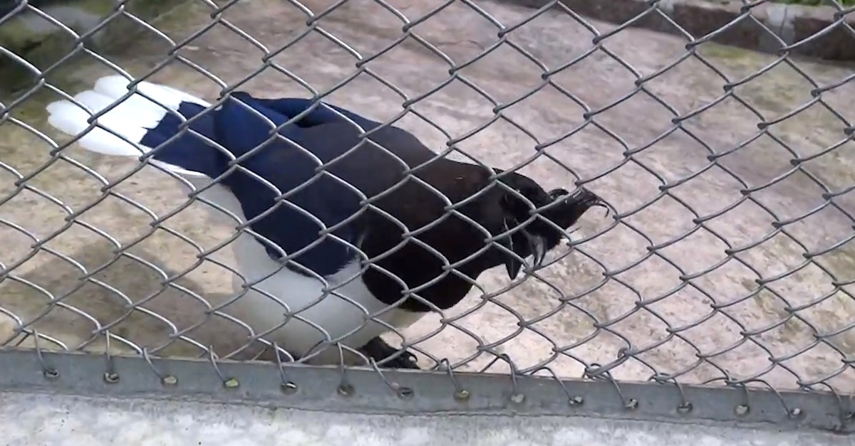 bird imitates perfectly a computer game