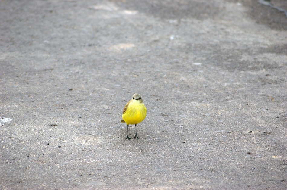 bird-in-the-road.jpg