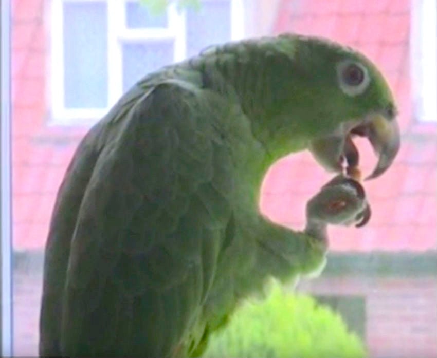 bird1.jpg