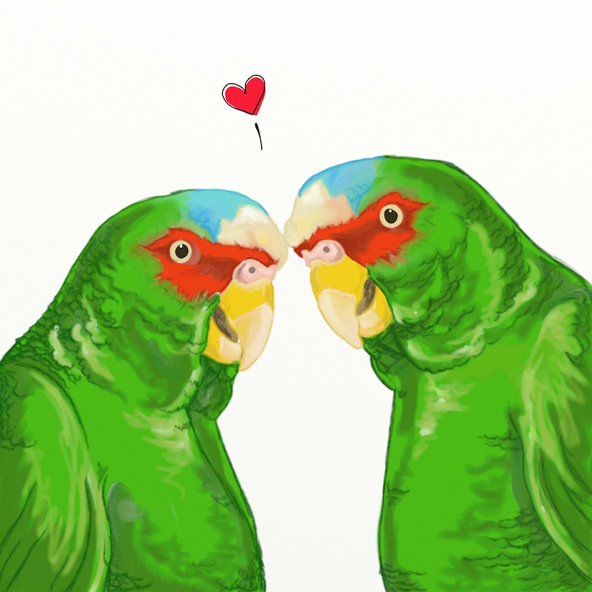 birdLove_850px_2.jpeg