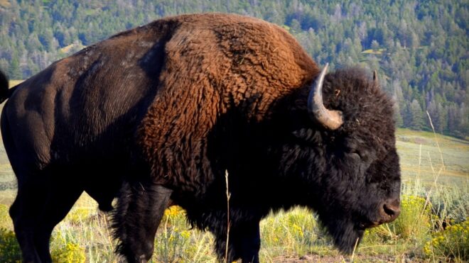 bison