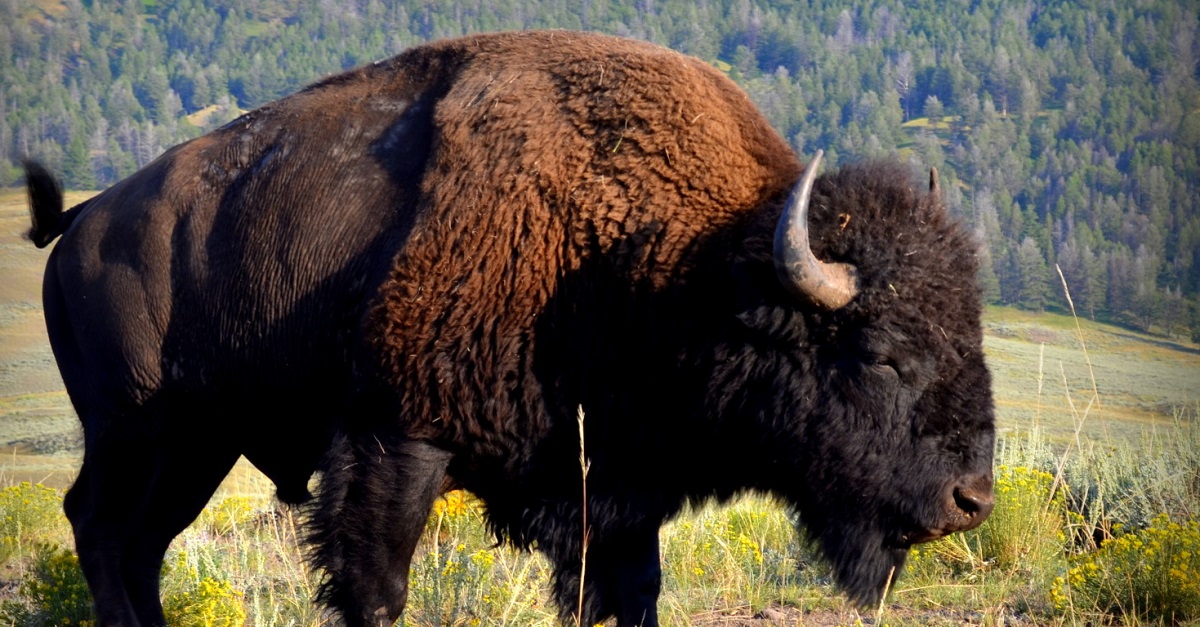 bison