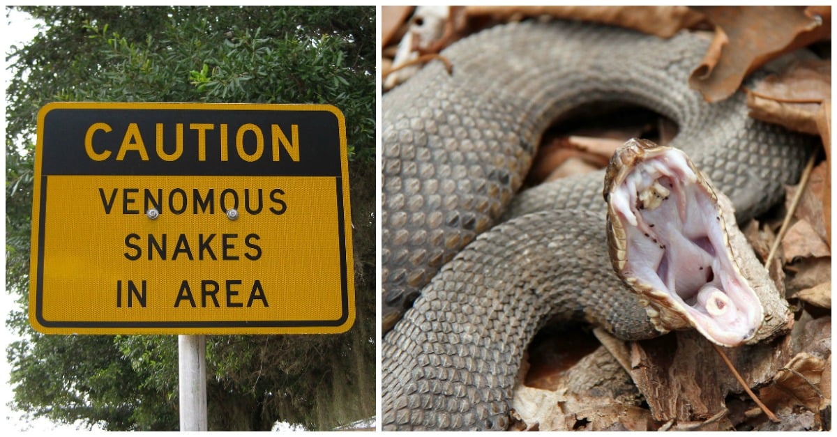 bitten-by-snake-1.jpeg bitten-by-snake-1.jpeg