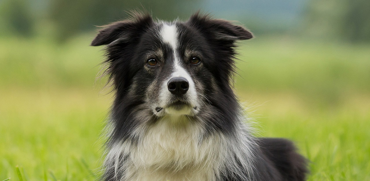 Names For Black And White Dogs