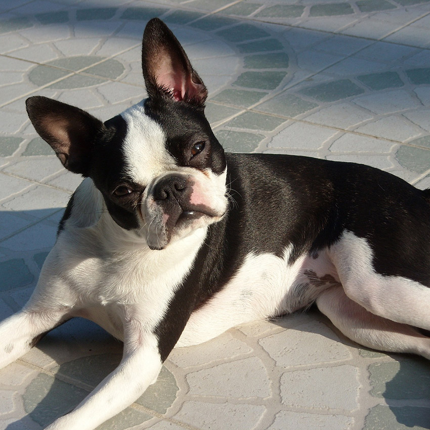 black-and-white-dog-boston-terrier.jpg