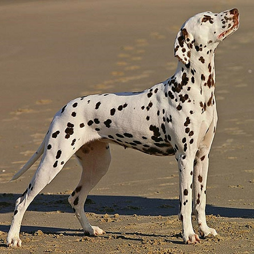 black-and-white-dog-dalmatian.jpg