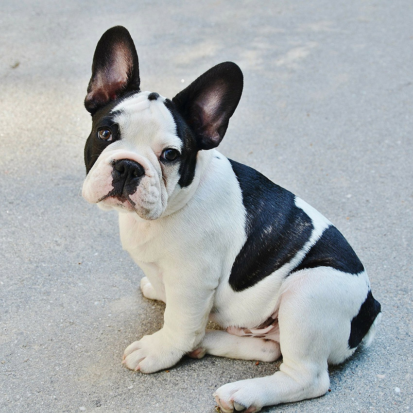 black-and-white-french-bulldog.jpg