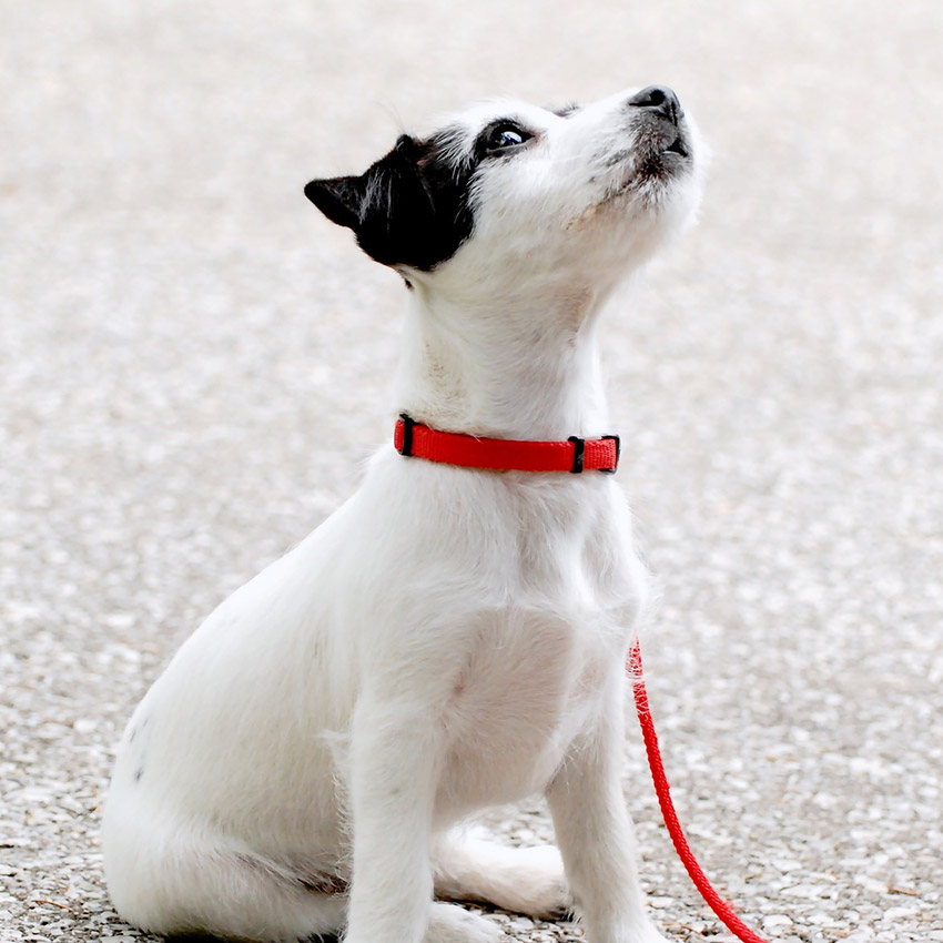 black-and-white-puppy.jpg