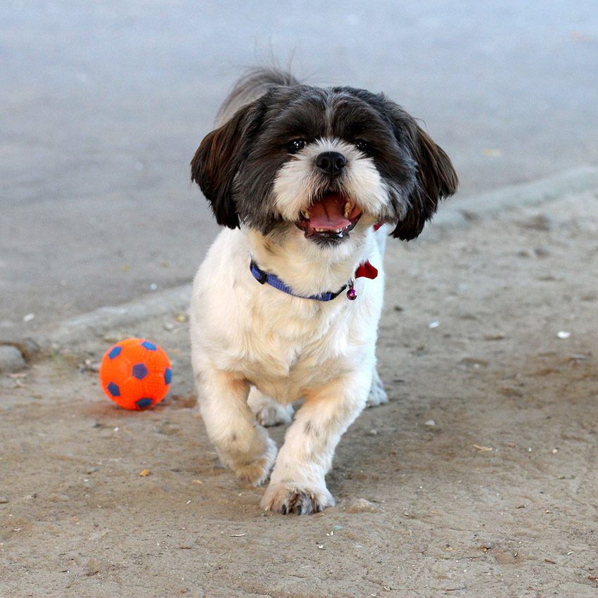 black-and-white-small-dog.jpg