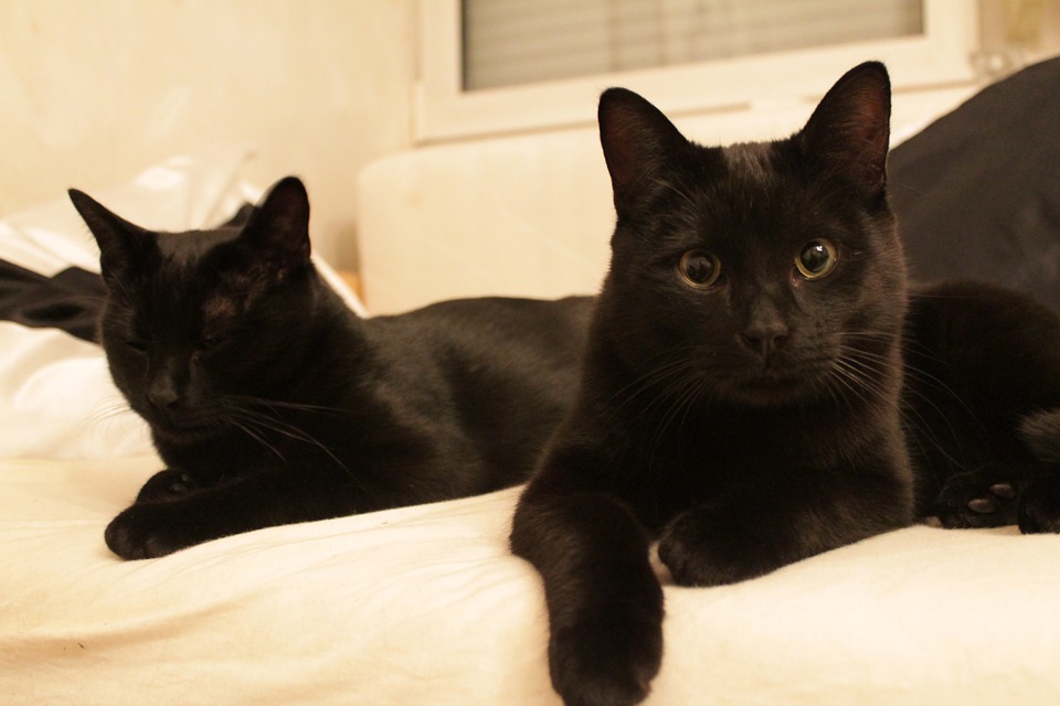 black-cat-788383_960_720.jpg