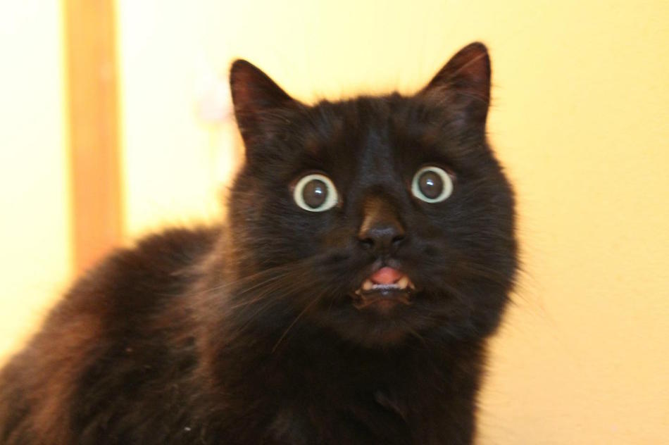 black-cat.jpg