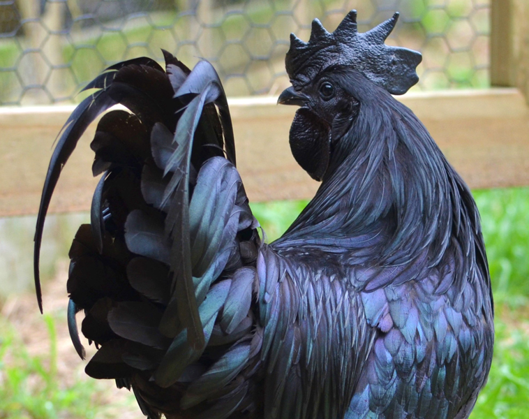 black-chicken-ayam-cemani.jpg