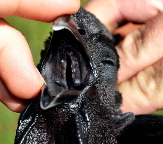 black-chicken-face1.jpg