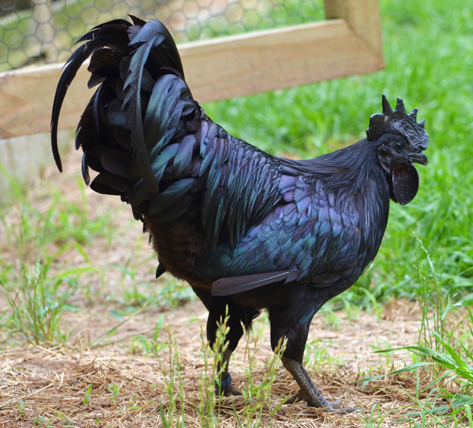 black-chicken.jpg