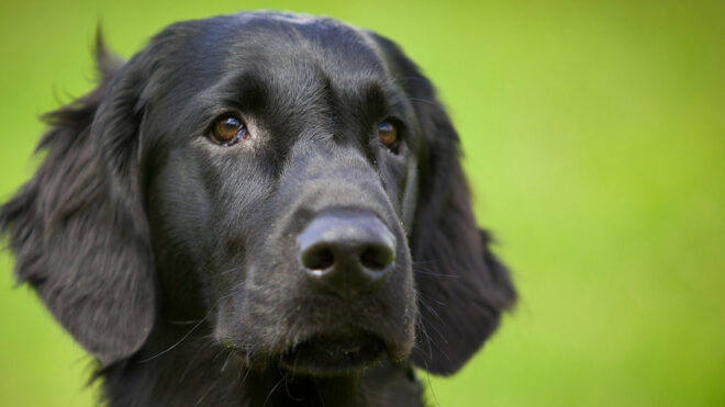 Black Dog Name