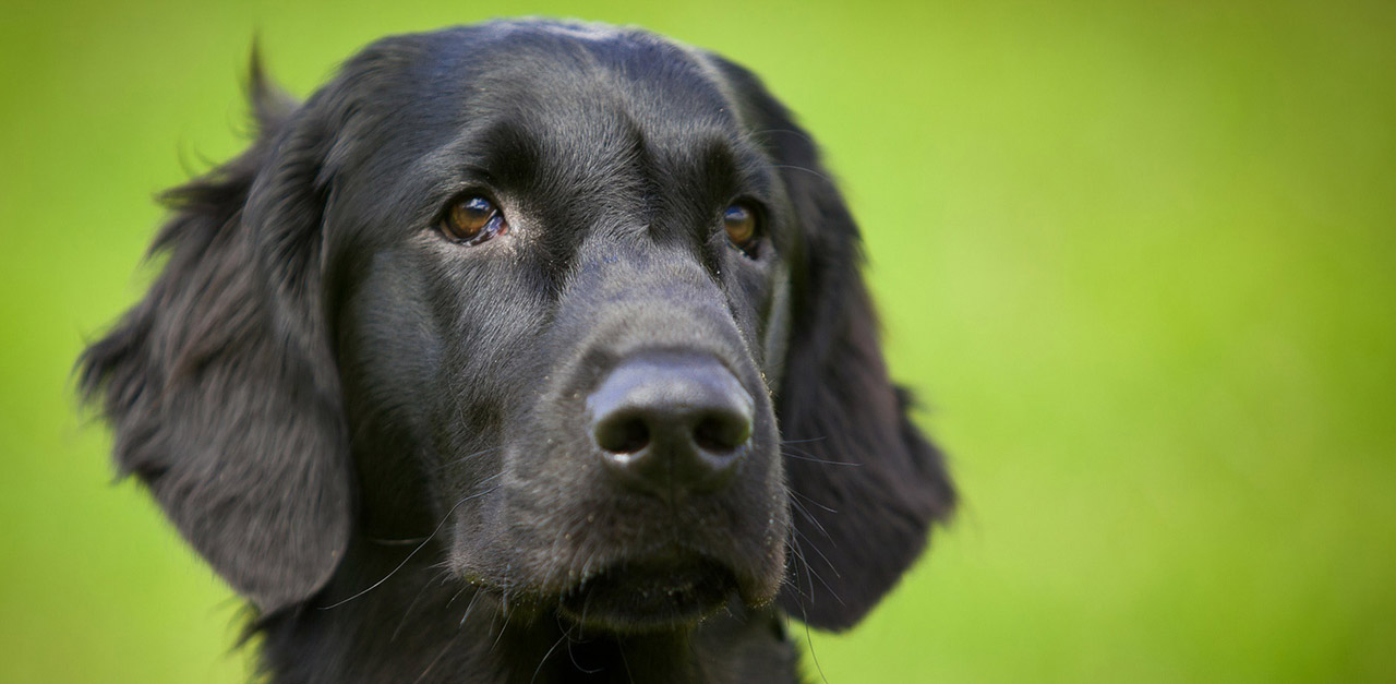 Black Dog Name