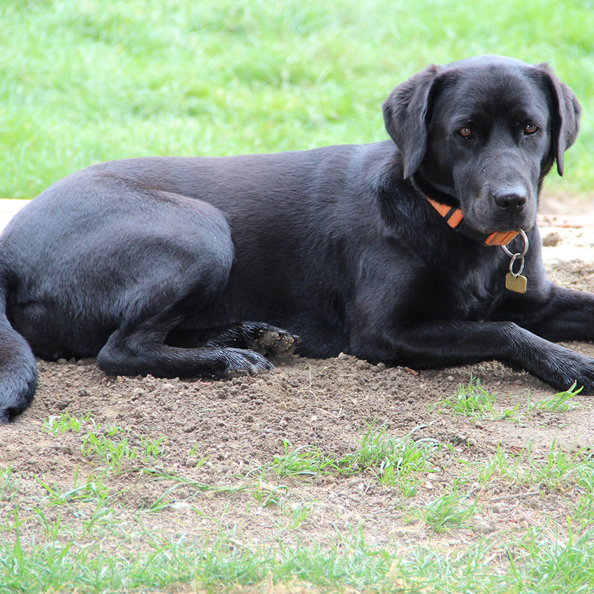 black-lab-dog.jpg