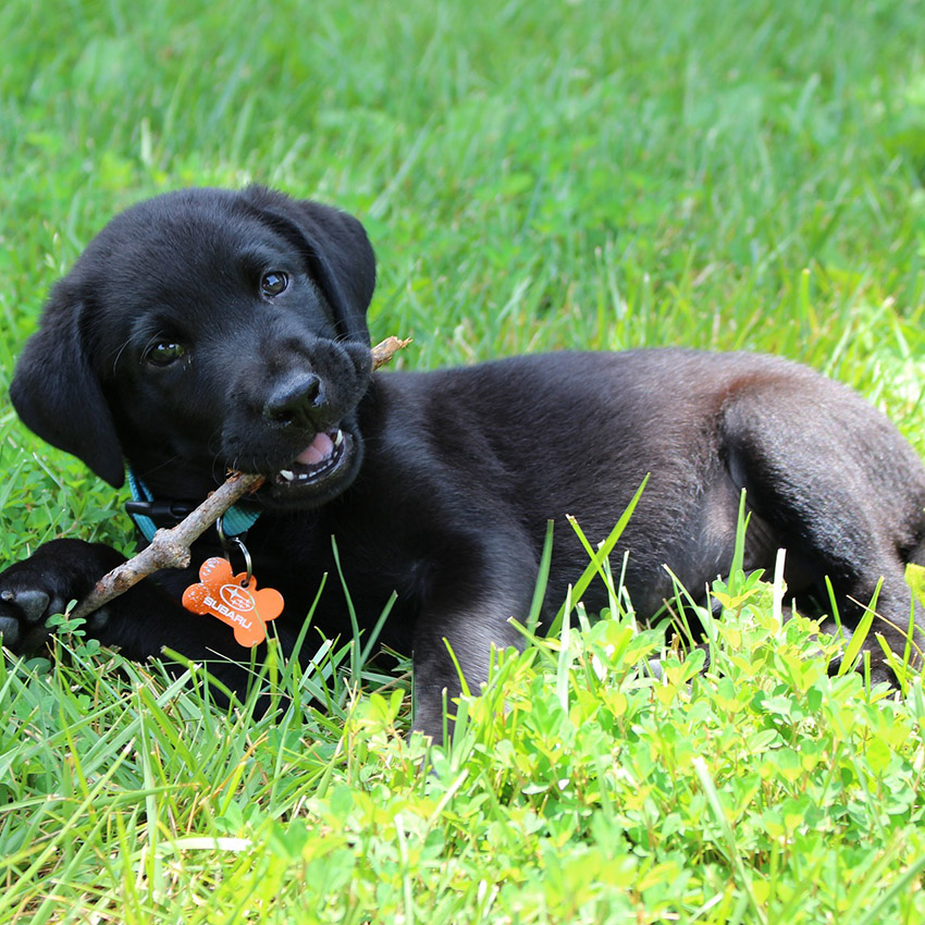 black-lab-puppy.jpg