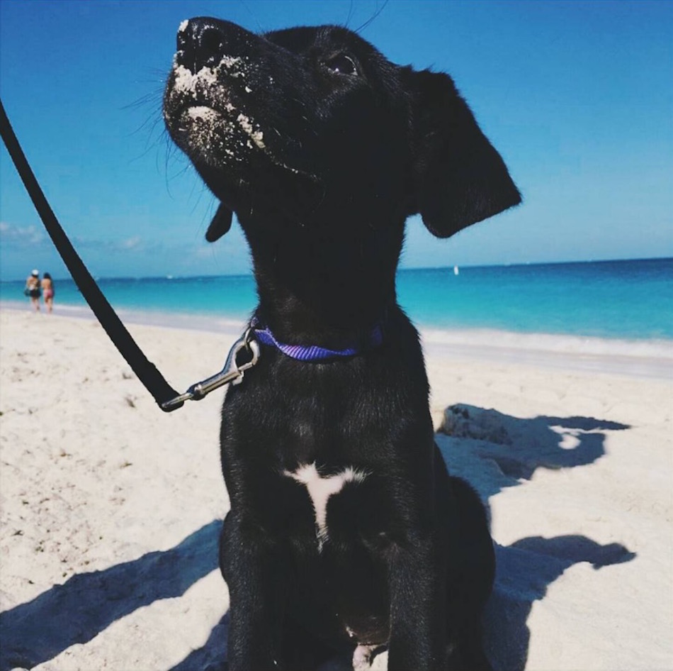 black-lab.jpg