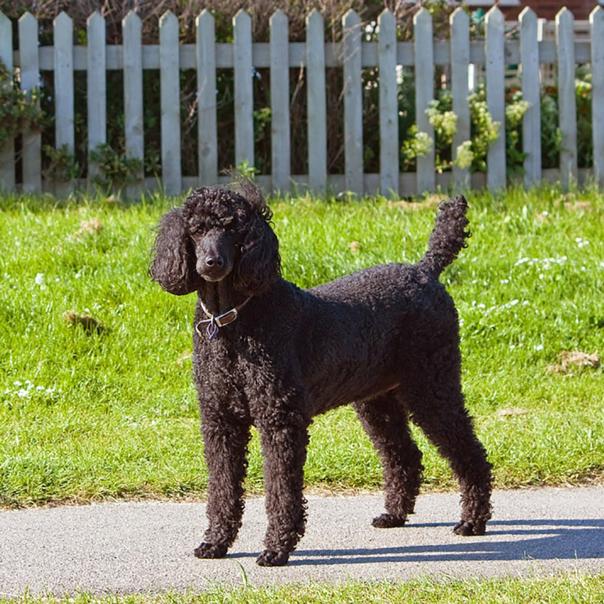 black-poodle-dog.jpg