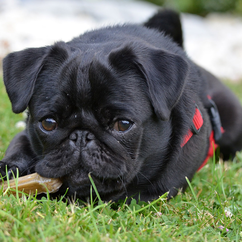 black-pug-dog.jpg