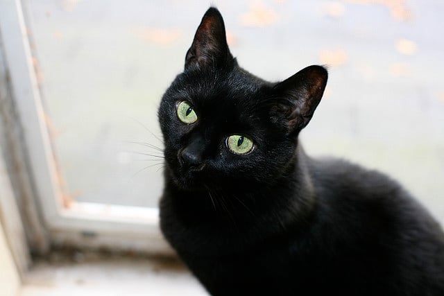 blackcat.jpg blackcat.jpg