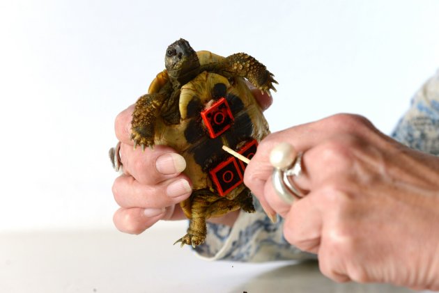 Lame tortoise fitted with Lego wheels, Bielefeld, Germany - 26 Nov 2014
