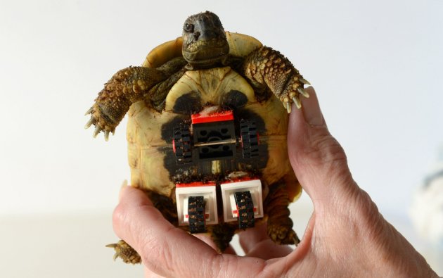 Lame tortoise fitted with Lego wheels, Bielefeld, Germany - 26 Nov 2014