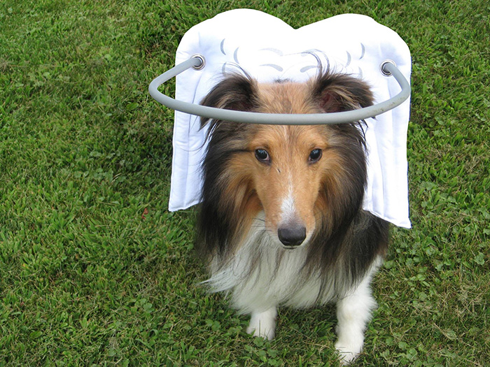 blind-dog-safety-device-muffins-halo-12.jpg