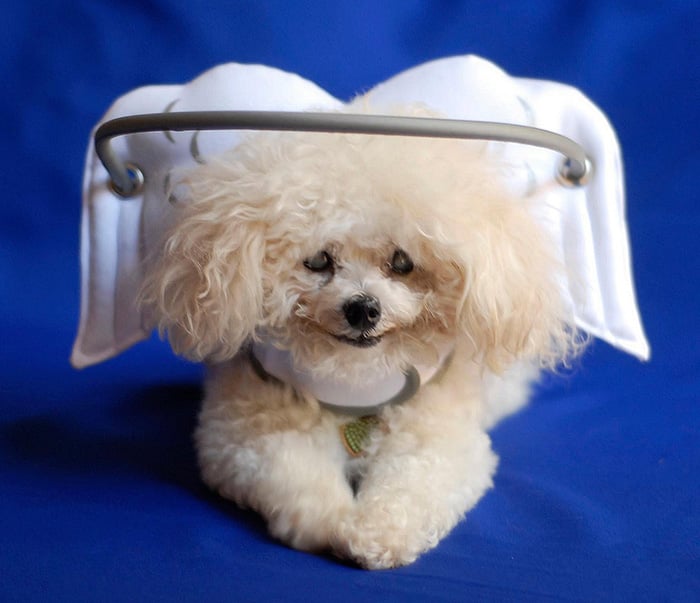 blind-dog-safety-device-muffins-halo-3.jpg blind-dog-safety-device-muffins-halo-3.jpg