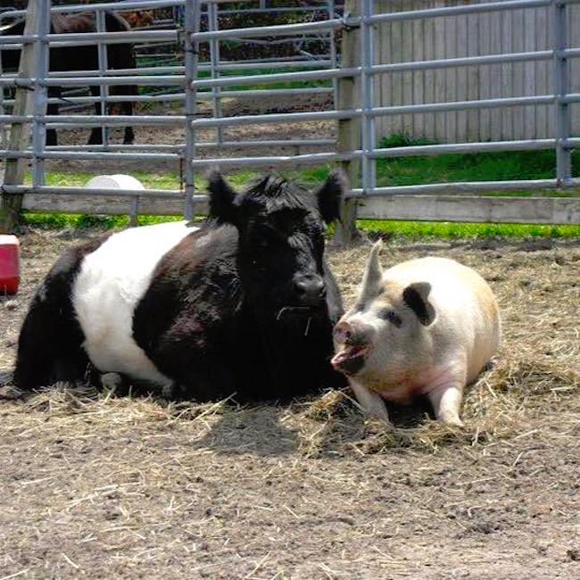 blindcow_a.jpg
