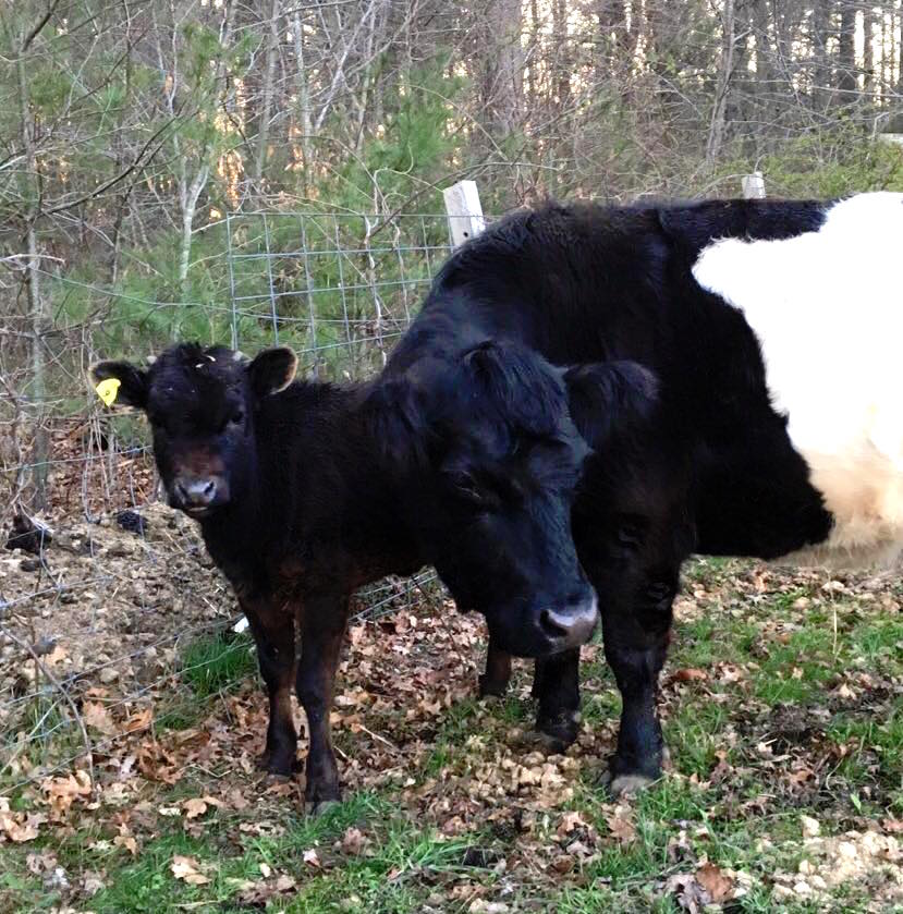 blindcow_c.jpg