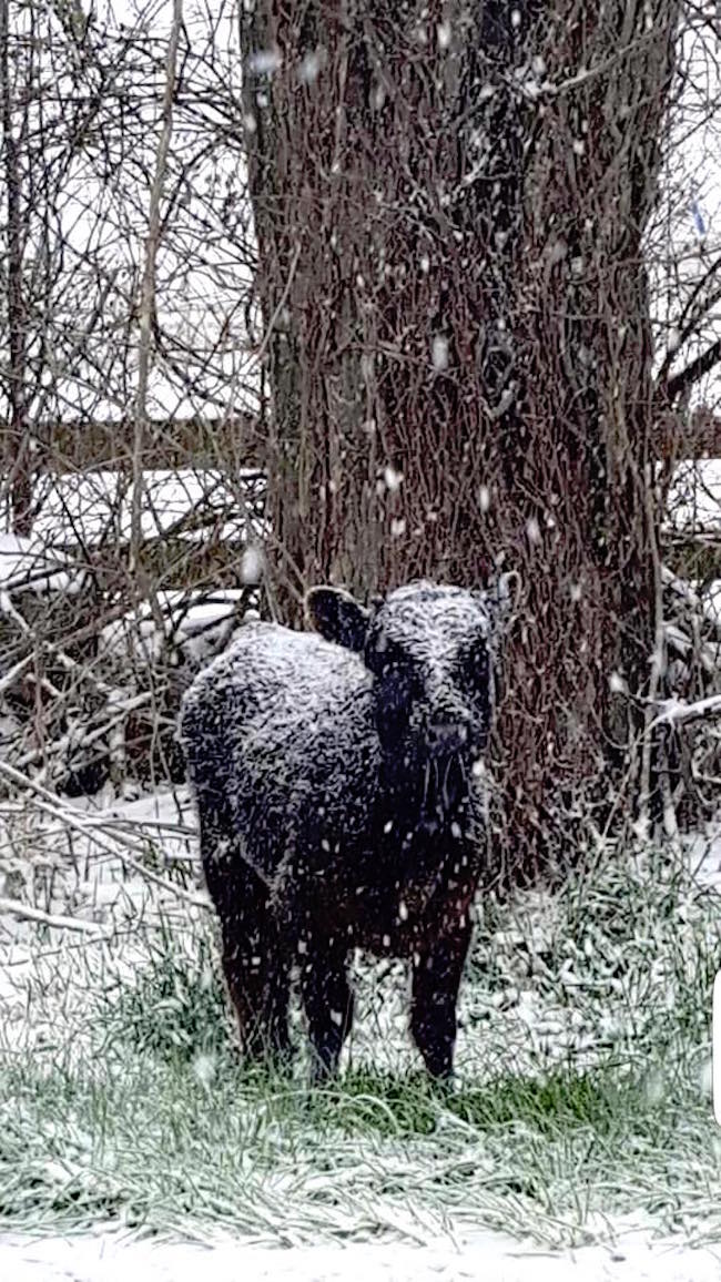 blindcow_g.jpg