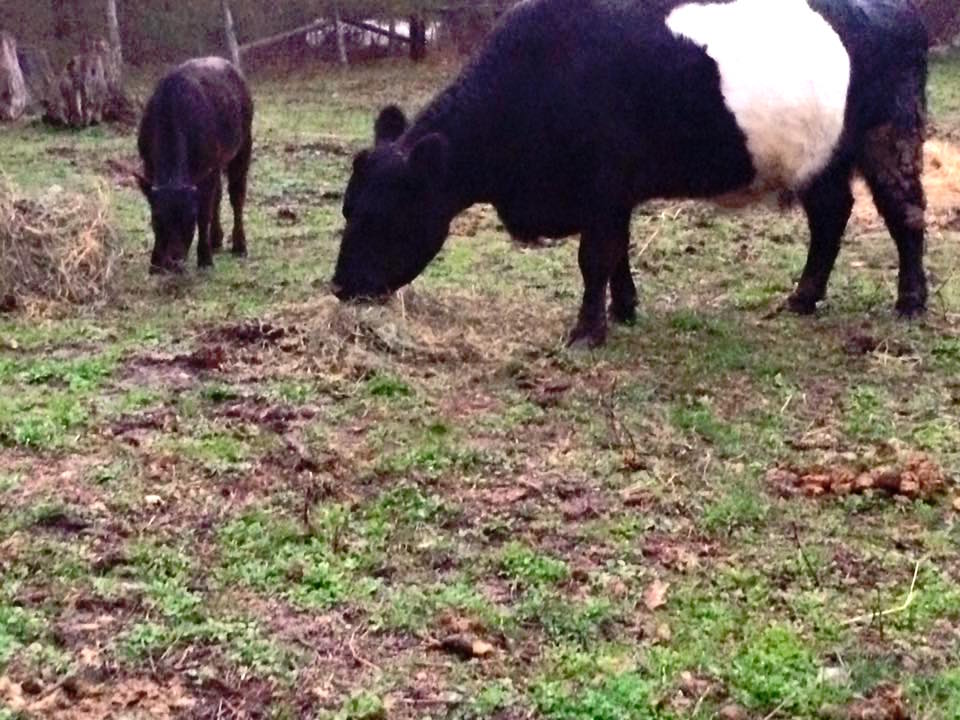 blindcow_i.jpg