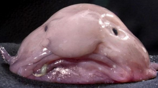 blobfish-ft