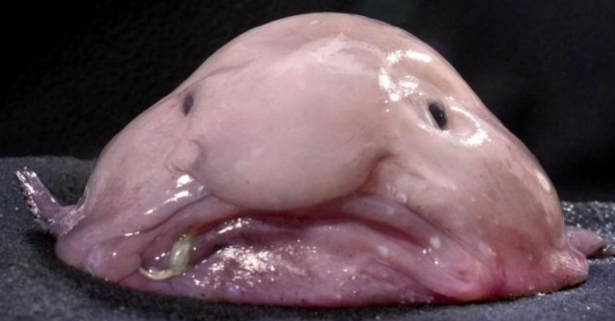 blobfish-ft