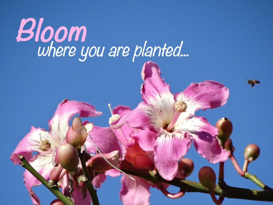 bloom.jpg