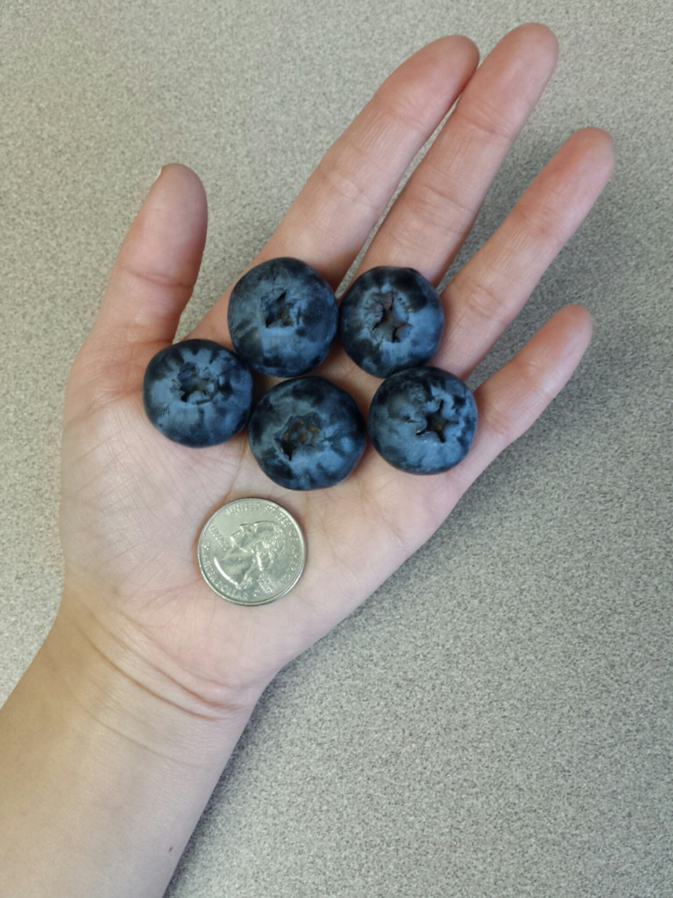 blueberries-1.jpg