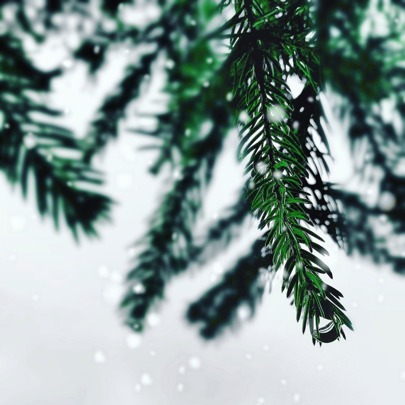 blur-branch-christmas-1263891.jpg