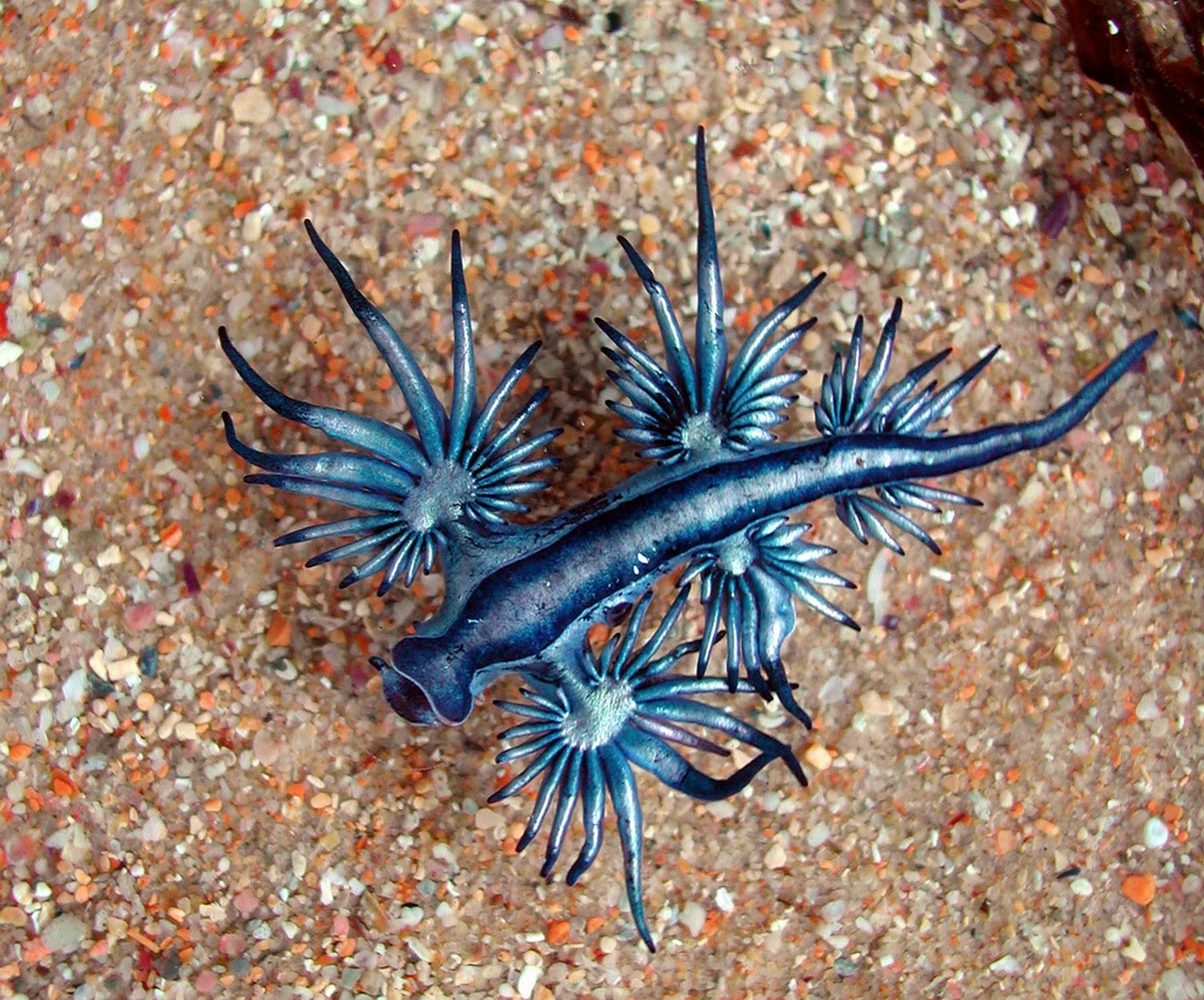 Glaucus atlanticus