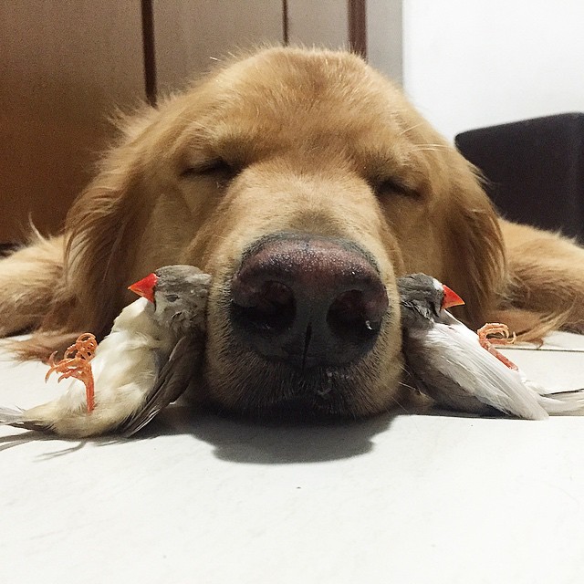 bob-golden-retriever-sao-paulo-201.jpg