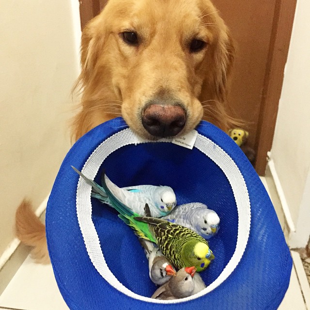 bob-golden-retriever-sao-paulo-221.jpg