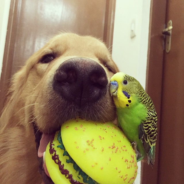 bob-golden-retriever-sao-paulo-25.jpg