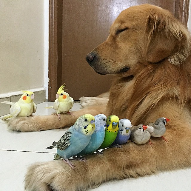 bob-golden-retriever-sao-paulo-291.jpg