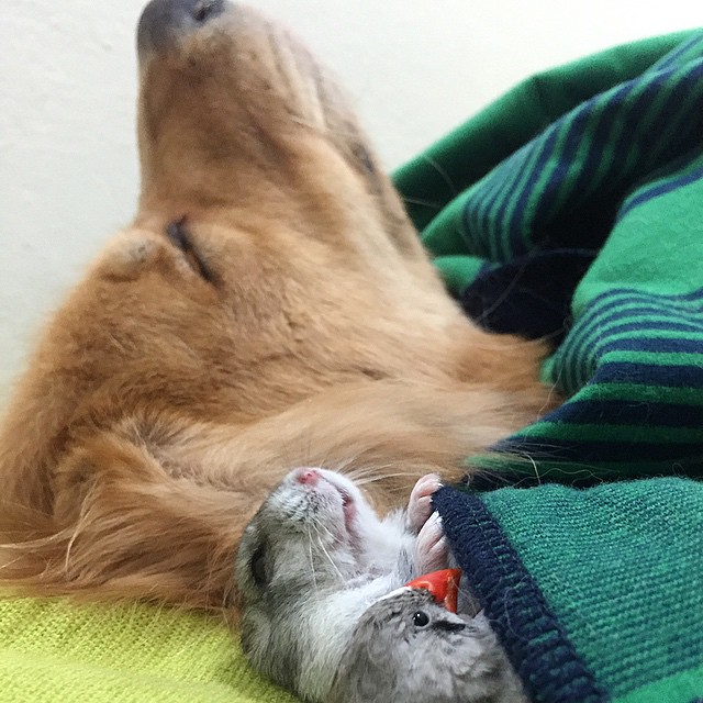 bob-golden-retriever-sao-paulo-501.jpg